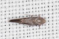 Elachista pigerella