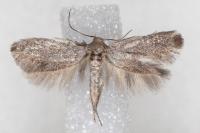 Elachista pigerella