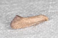 Elachista pigerella