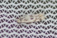 Elachista scirpi