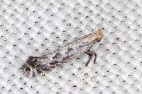 Parornix torquillella