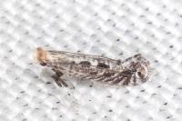 Parornix torquillella