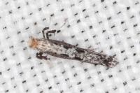 Parornix torquillella
