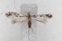 Parornix torquillella