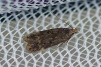 Bryotropha senectella