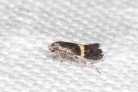 Elachista chrysodesmella