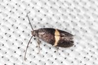 Elachista chrysodesmella