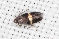Elachista chrysodesmella
