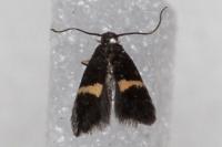 Elachista chrysodesmella