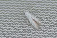 Coleophora anatipennella