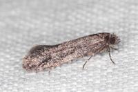 Elatobia fuliginosella