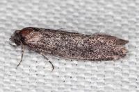 Elatobia fuliginosella