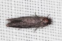 Elatobia fuliginosella