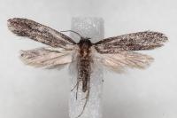 Elatobia fuliginosella