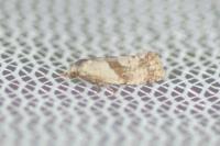 Cochylidia implicitana