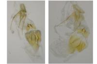 Cochylidia implicitana