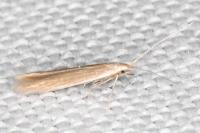 Coleophora glaucicolella