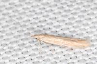 Coleophora glaucicolella