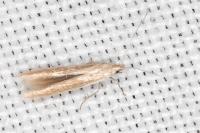 Coleophora glaucicolella