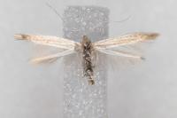 Coleophora glaucicolella