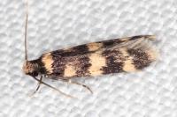 Oegoconia caradjai