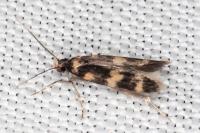 Oegoconia caradjai