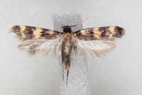 Oegoconia caradjai