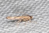 Coccidiphila gerasimovi