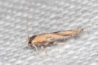 Coccidiphila gerasimovi