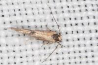 Coccidiphila gerasimovi