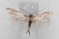 Coccidiphila gerasimovi
