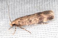 Pexicopia malvella