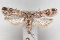 Pexicopia malvella
