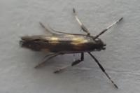 Euspilapteryx auroguttella