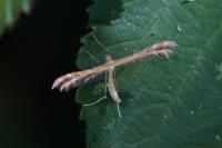 Oxyptilus laetus