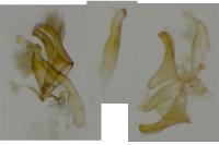 Oxyptilus laetus