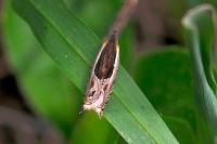 Ancylis apicella