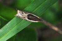 Ancylis apicella