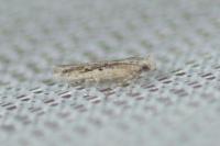 Scrobipalpula psilella