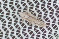 Scrobipalpula psilella