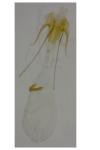 Scrobipalpula psilella