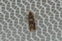 Bucculatrix cidarella