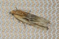 Eucosma cana