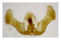 Eucosma cana