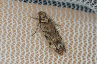 Psoricoptera gibbosella