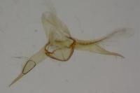 Bucculatrix albedinella