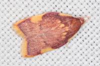 Carcina quercana