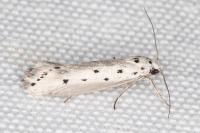 Ethmia terminella