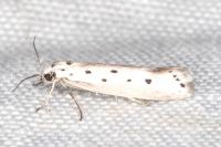 Ethmia terminella