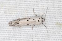 Ethmia terminella